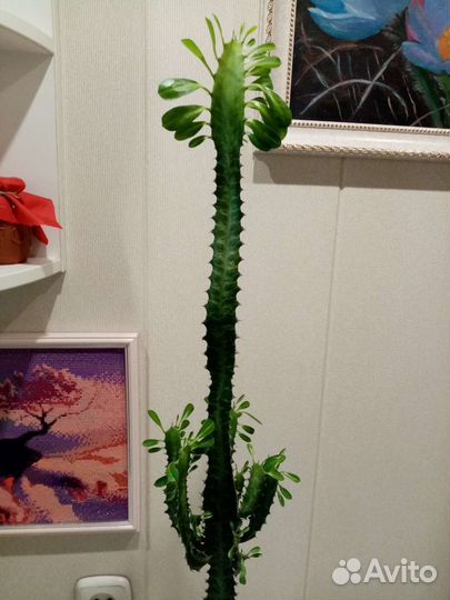 Молочай трехгранный