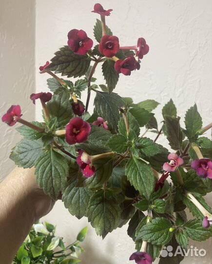 Ахименес, пеперомия вариегатная