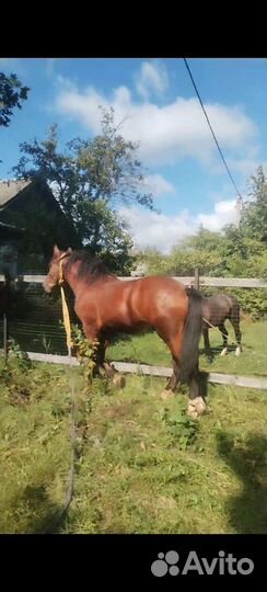 Владимерский тяж