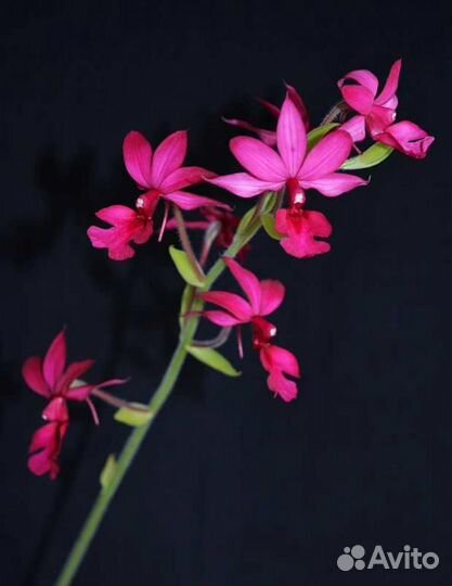 Орхидея. Каланте. Calanthe rubra
