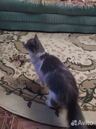 Помогите пристроить Кошечку в добрые руки