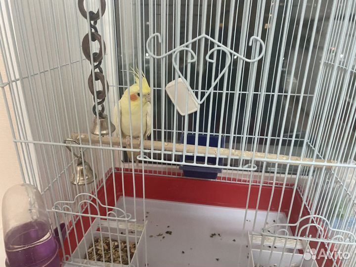 Попугаи карелла мальчик и девочка