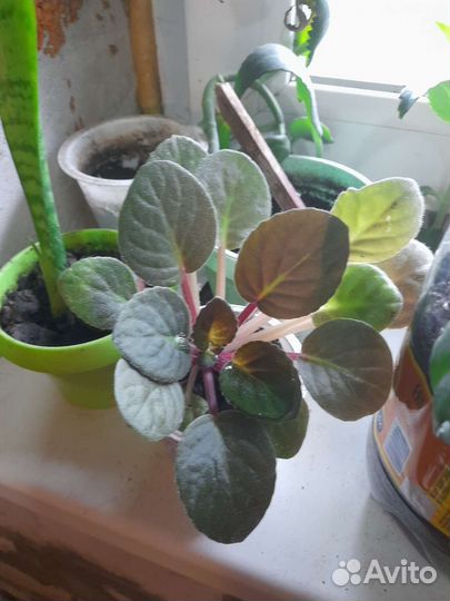 Фиалки каланхоэ кактус