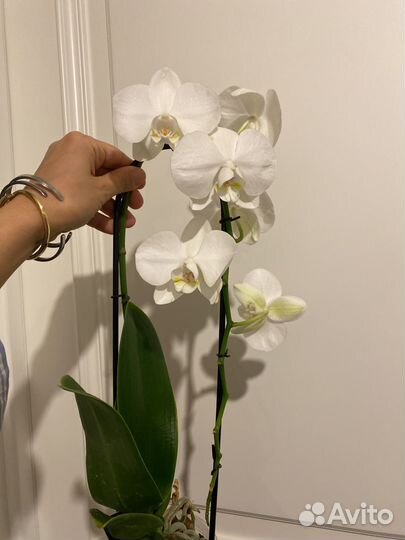 Орхидея фаленопсис