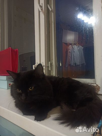 Кошка и кот в дар