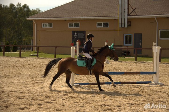 Кобыла пони класс