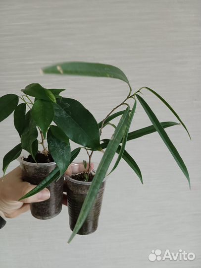 Бегония Кейн, пеперомия, фикус