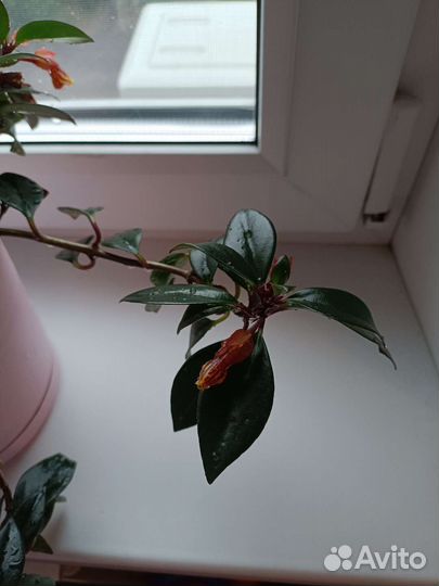 Нематантус