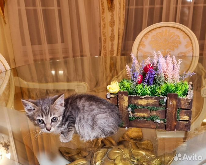 Котята в добрые руки мальчики