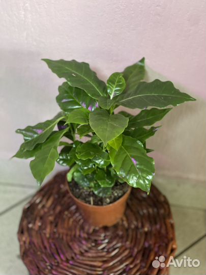 Кофе арабика