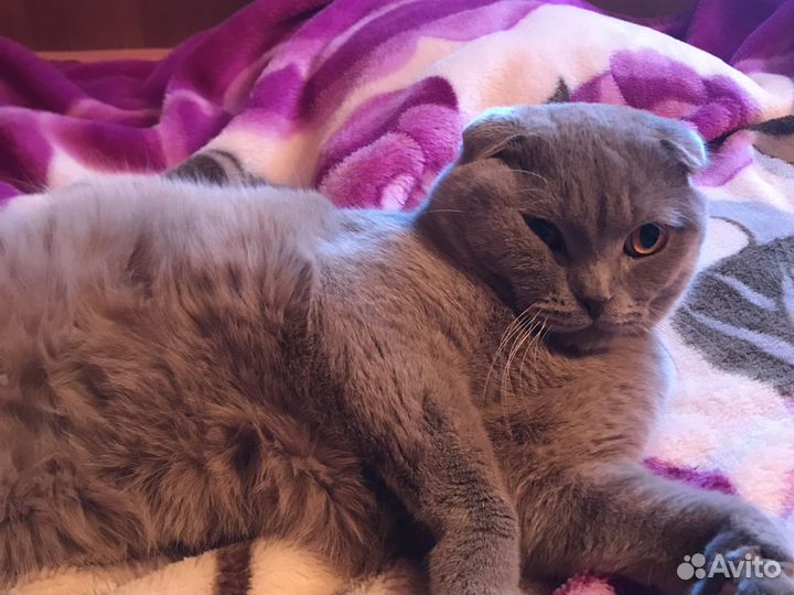 Шотландский кот вязка