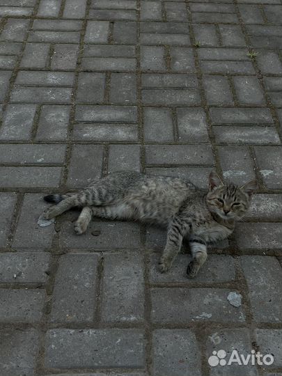 Котятки ищут дом