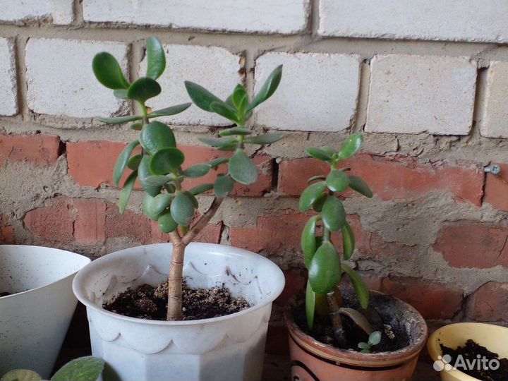 Толстянка(денежное дерево)