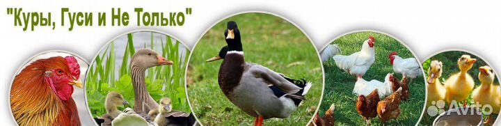 Утята, куры, муларды,бройлеры, гуси