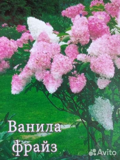 Гортензия метельчатая новинки