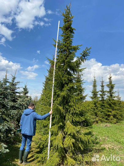 Ель сербская от 3 метров