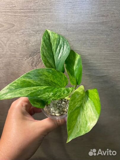 Эпипремнумы, Сингониумы