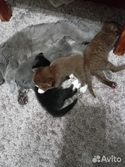 Шоколадочка