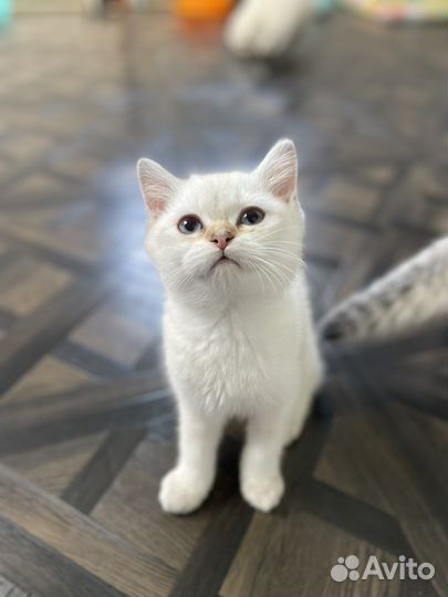 Шотландские котята