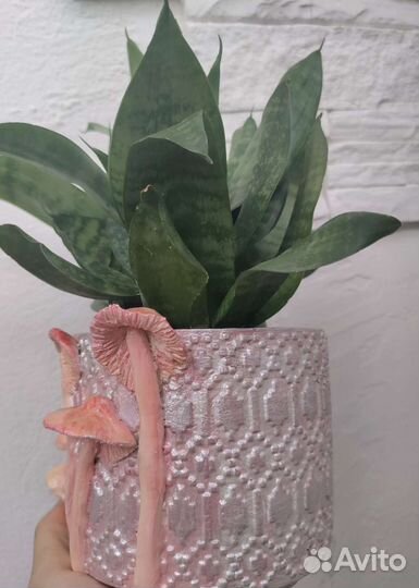 Сансевиерия