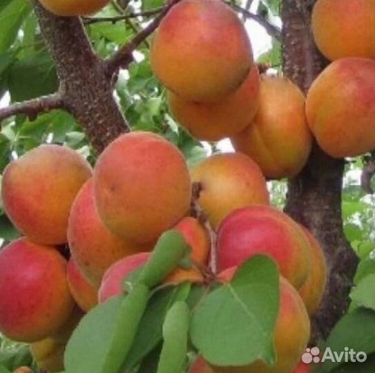 Саженцы абрикос триумф северный
