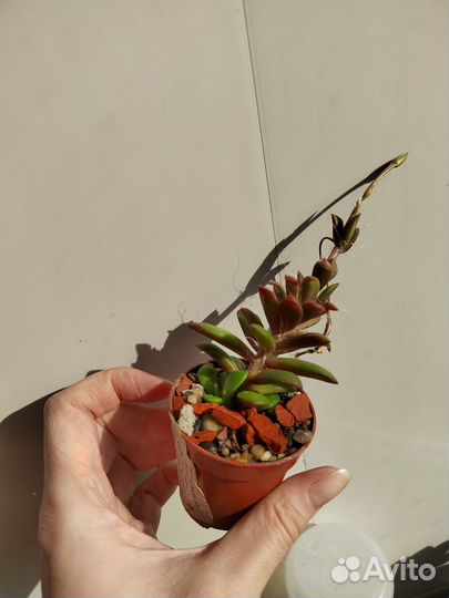 Анакампсерос