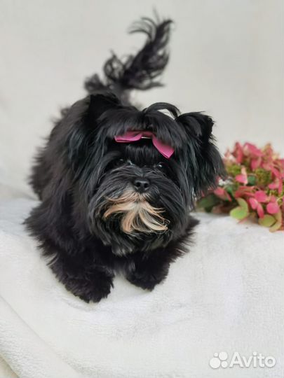 Цветные Йорки щенки