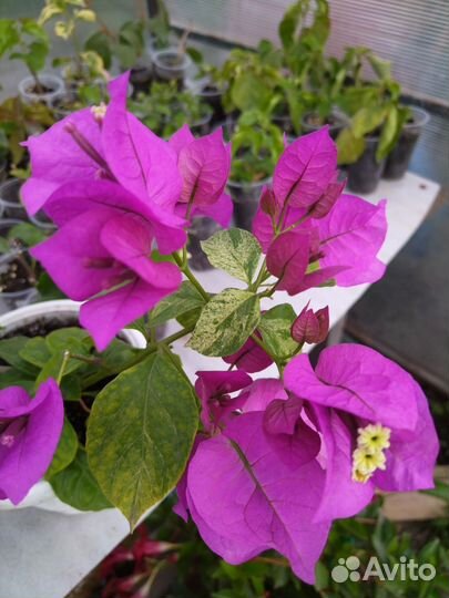 Комнатные цветы Бугенвиллии для южных окон