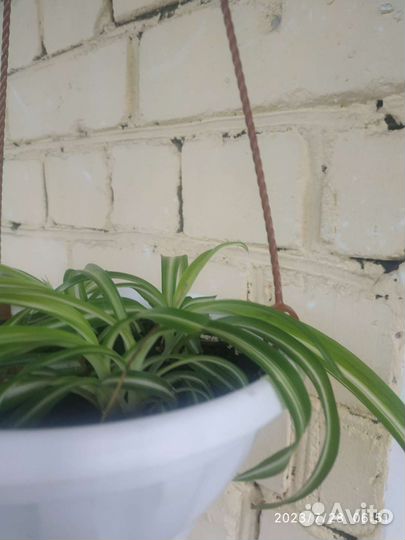 Комнатные цветы