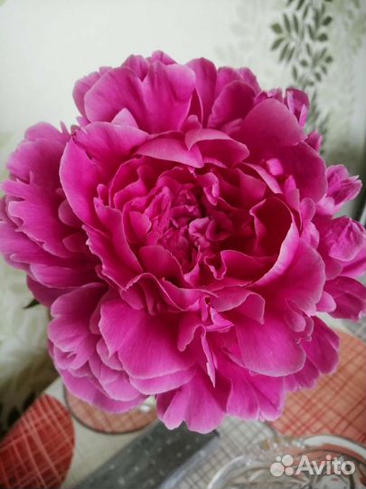 Корни пионов