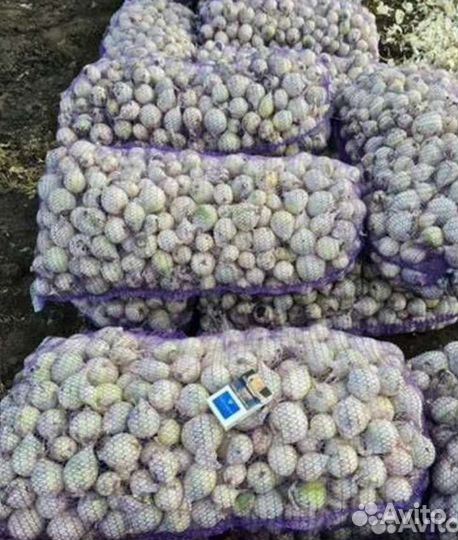 Лук на зелень стардаст