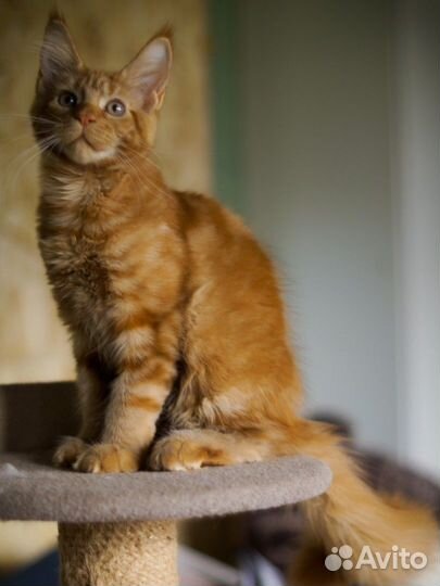 Питомник предлагает Мейн-кун девочка (котенок)