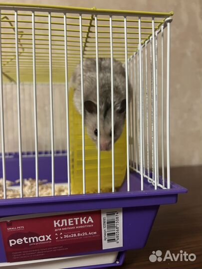 Сирийский хомяк