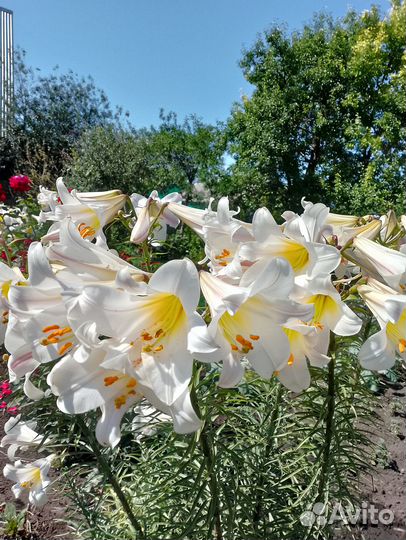 Лилии луковицы