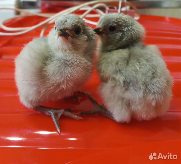 Цыплята Амераукана лаванда