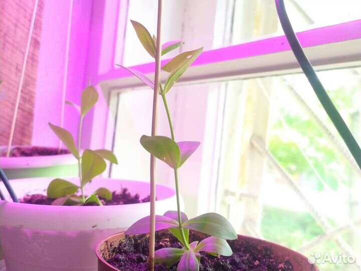 Эустома рассада