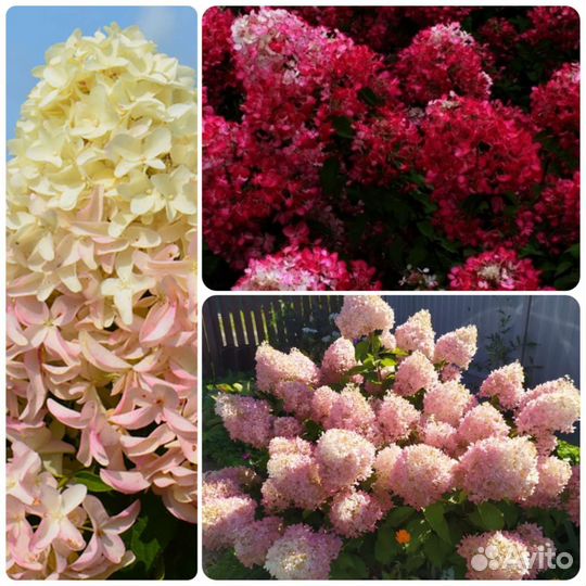 Черенки метельчатых гортензий