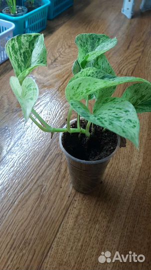 Сциндапсусы