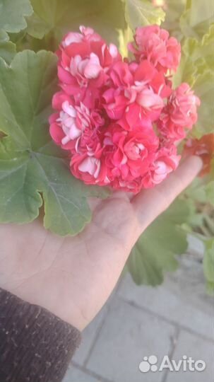 Пеларгония (герань)