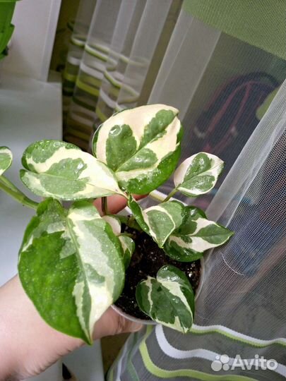 Эпипремнум энджой