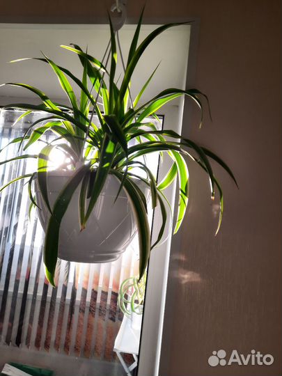 Комнатные растения.Хлорофитум хохлатый