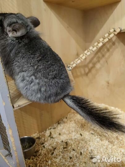 Шиншилла Ангора