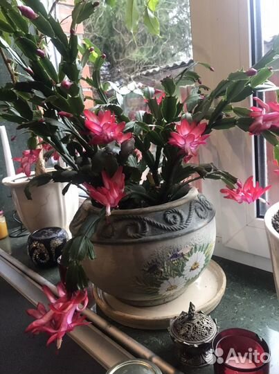 Декабрист шлюмбергера