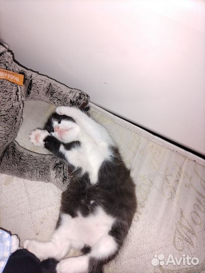 Котята мальчик и девочка