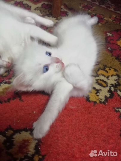 Котята турецкой ангоры в добрые руки 1 месяц