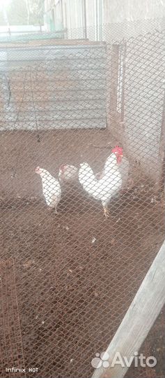 Куры молодки Петухи