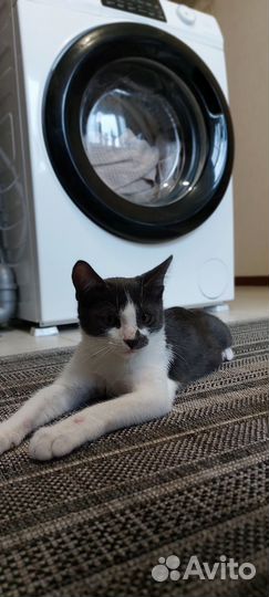 Котик бесплатно