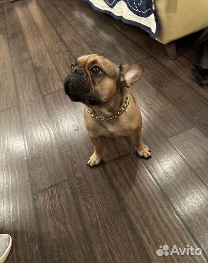 Французский бульдог