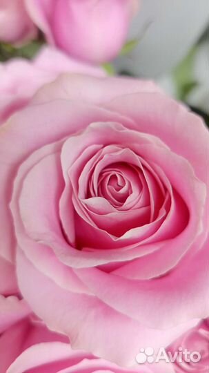 Свежая роза 60 см