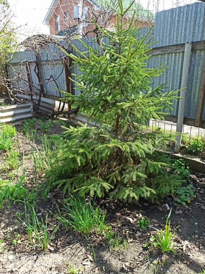 Участок 5,3 сот. (ИЖС)